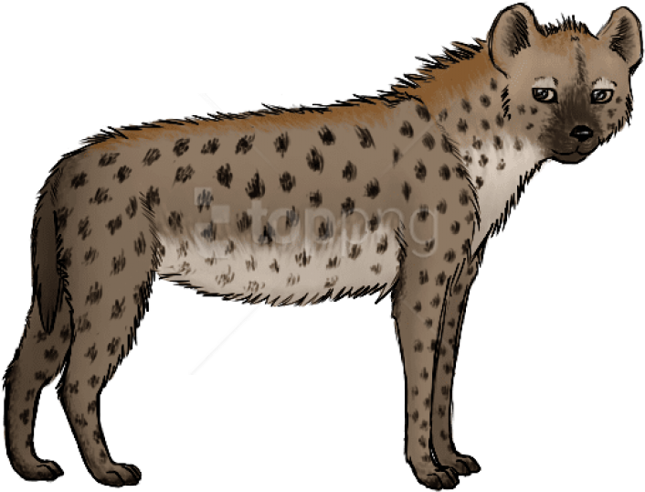 Spotted Hyena Illustration