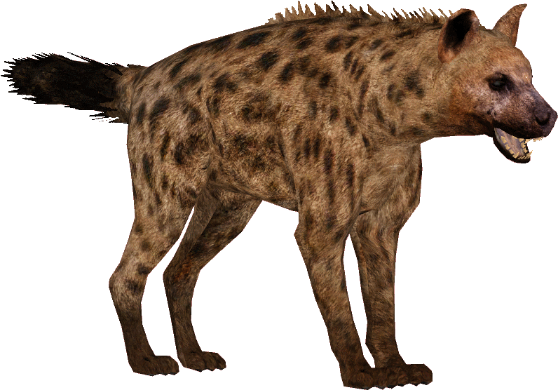 Spotted Hyena Standing Transparent Background.png