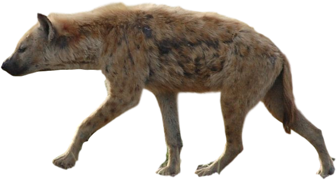 Spotted Hyena Walking Transparent Background