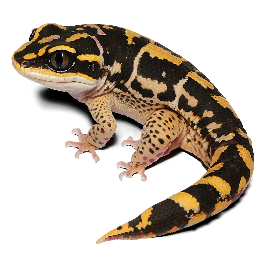 Spotted Leopard Gecko Png Bwl16