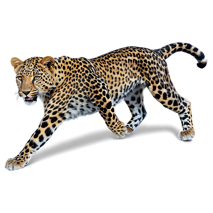 Spotted Leopard Hide Png Sye77