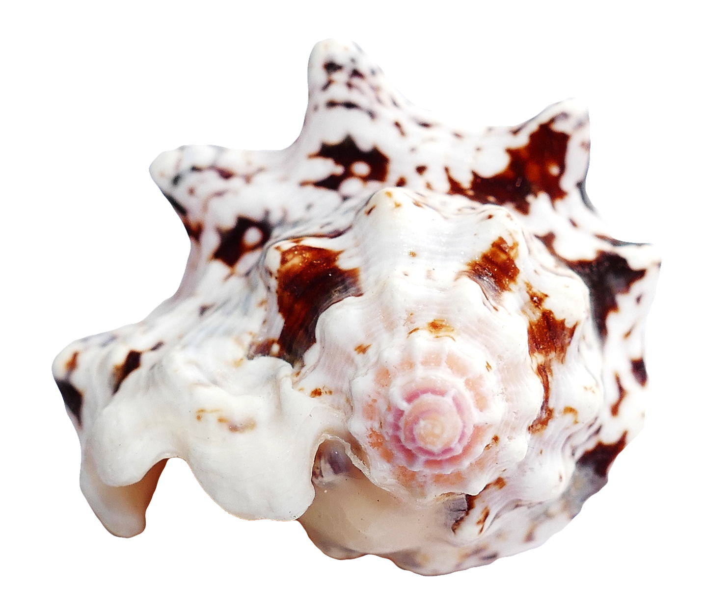 Spotted Sea Shell Isolated