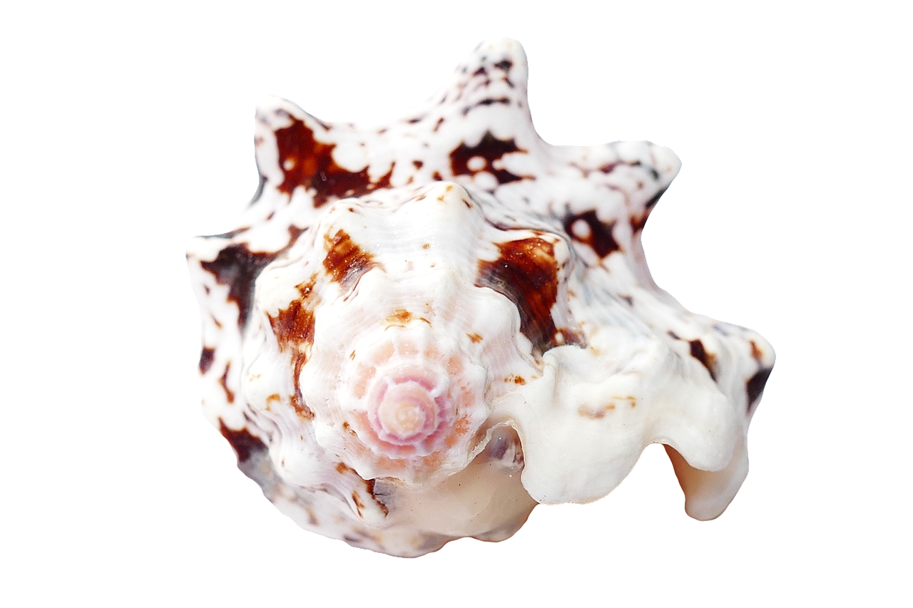 Spotted Sea Shellon Black Background PNG with transparent background