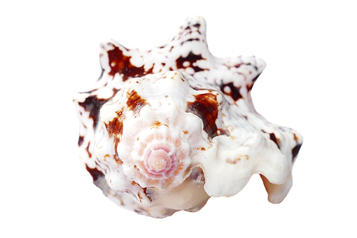 Spotted Sea Shellon Black Background PNG with transparent background