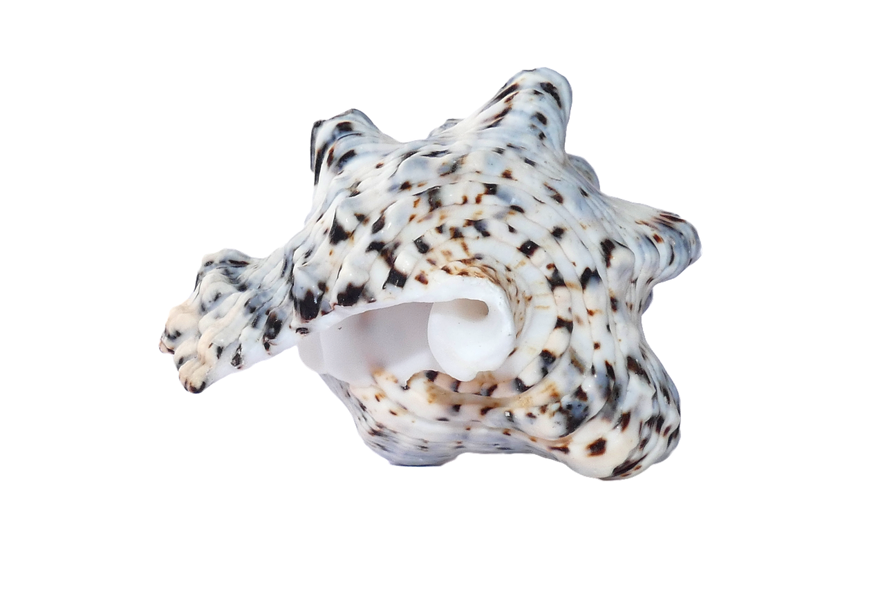 Spotted Sea Shellon Black Background PNG with transparent background