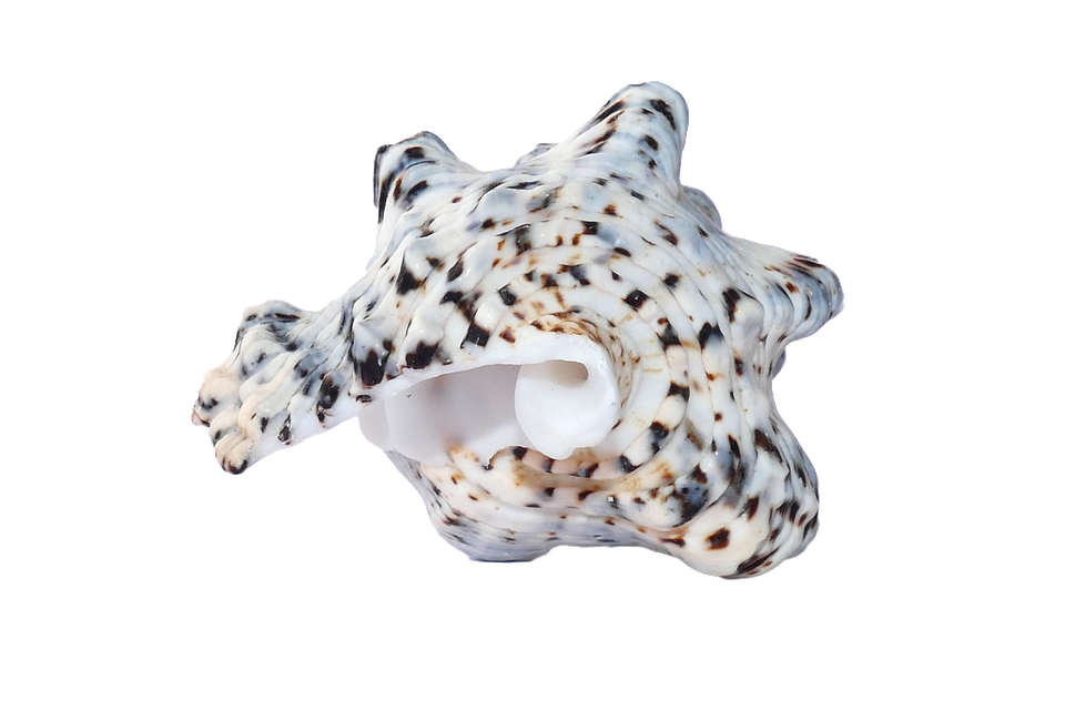 Spotted Sea Shellon Transparent Background