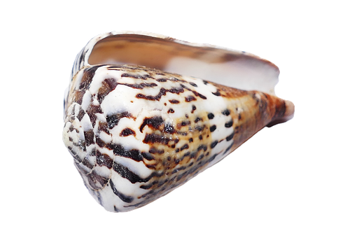 Spotted Seashellon Black Background PNG with transparent background