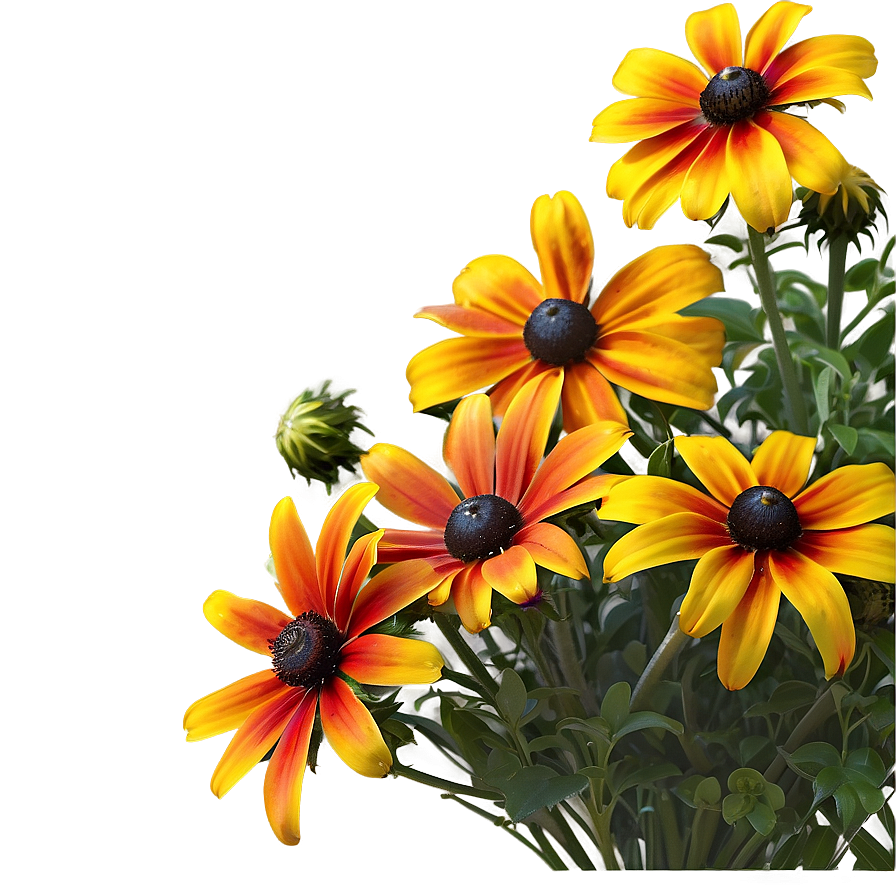 Sprightly Black Eyed Susan Cluster Png 24