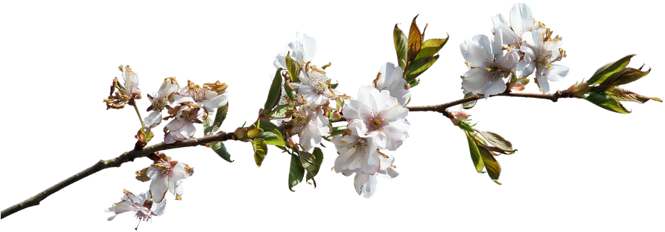 Flower Branch Png, Transparent Png PNG with transparent background