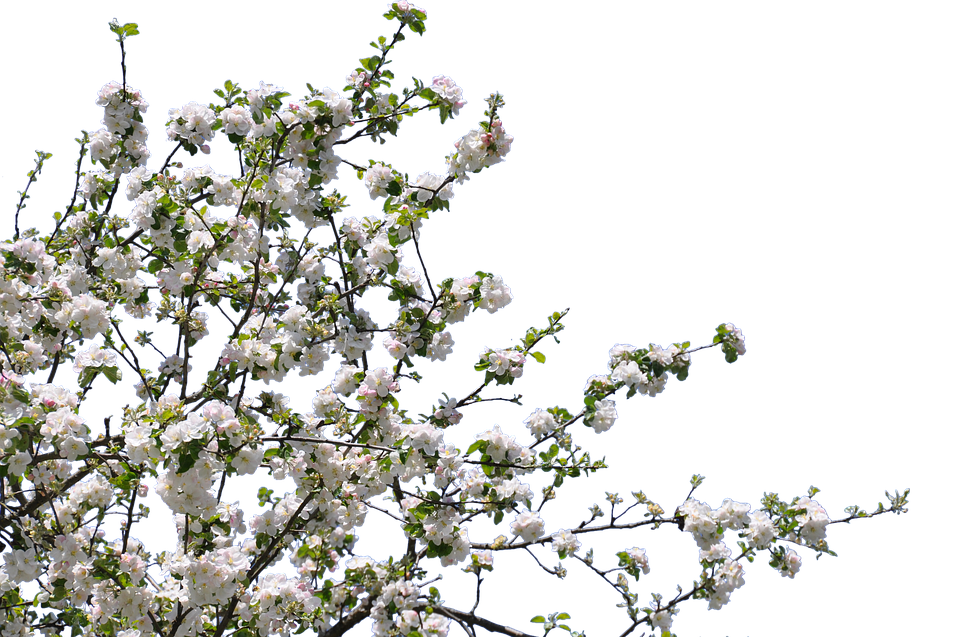 Spring Blossom Branches.png