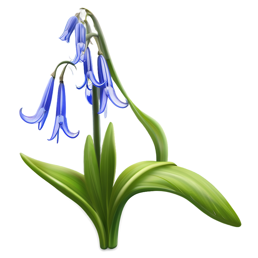 Spring Bluebell Flower Png Vwj28