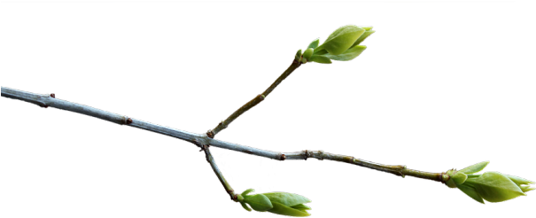 Spring Bud Growthon Branch.png