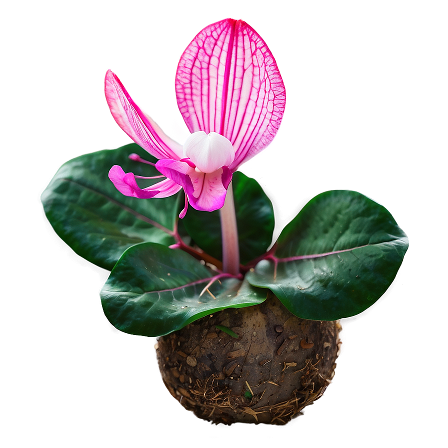 Spring Cyclamen Flower Png 06272024