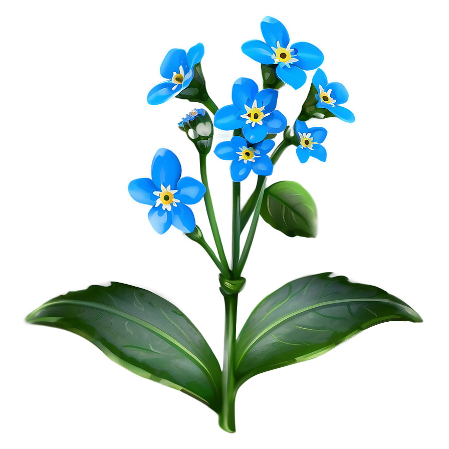 Spring Forget-me-not Png 56