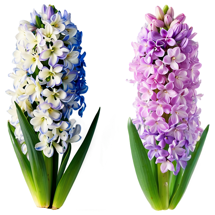 Spring Hyacinth Flower Png 79