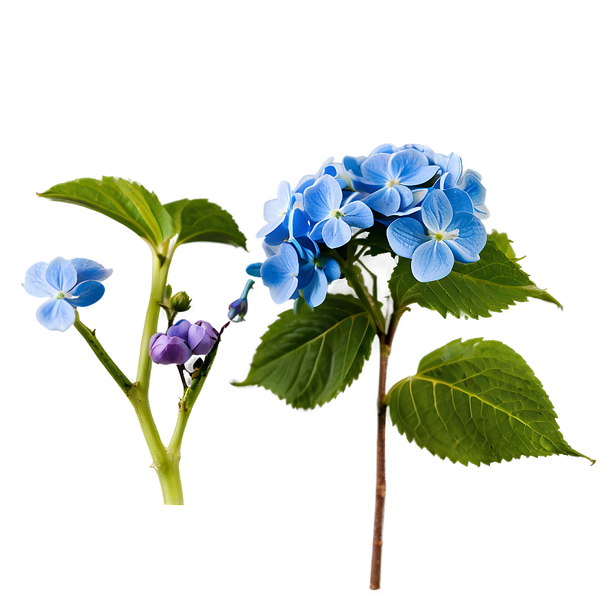 Spring Hydrangea Png 80