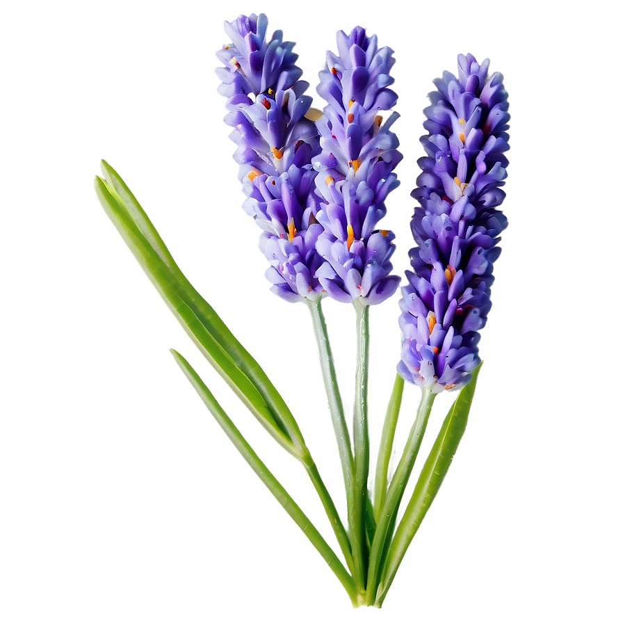 Spring Lavender Flower Png 21