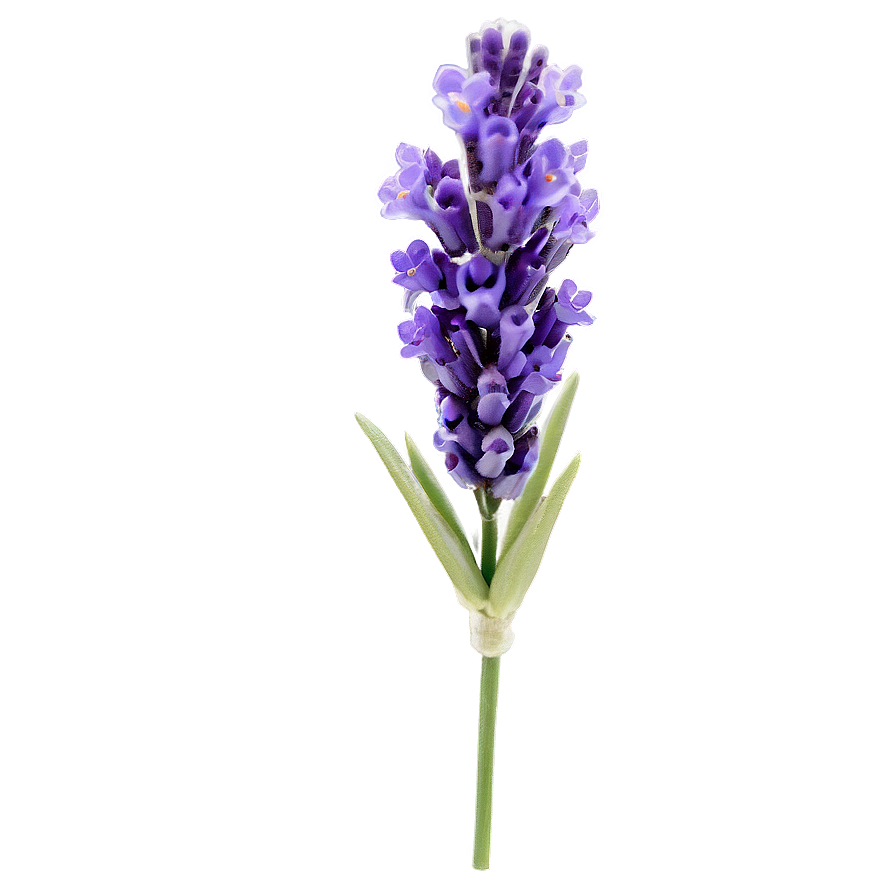 Spring Lavender Flower Png Hhn67