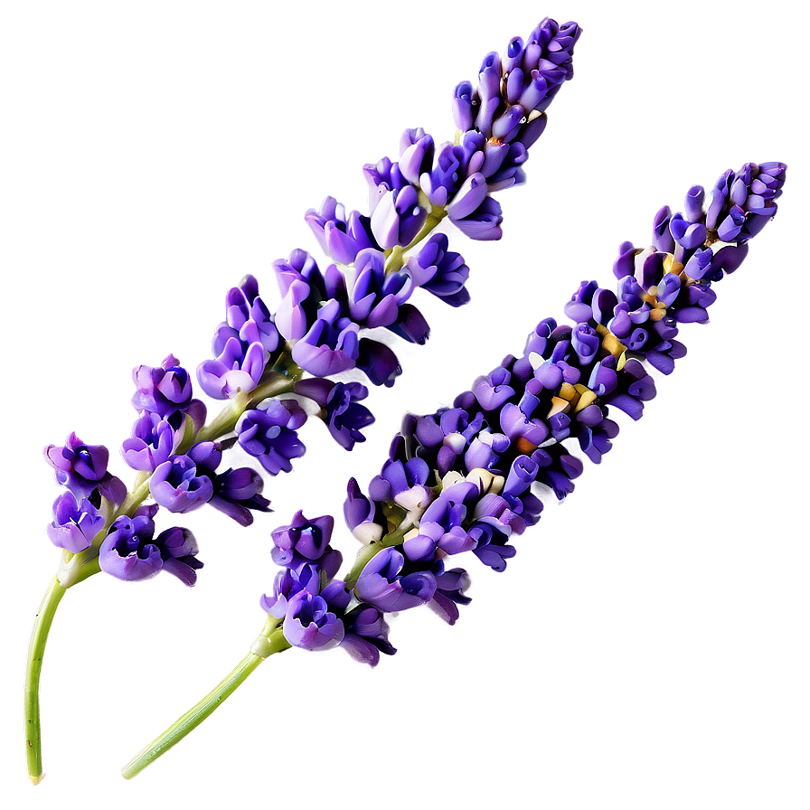 Spring Lavender Flower Png Rbn49