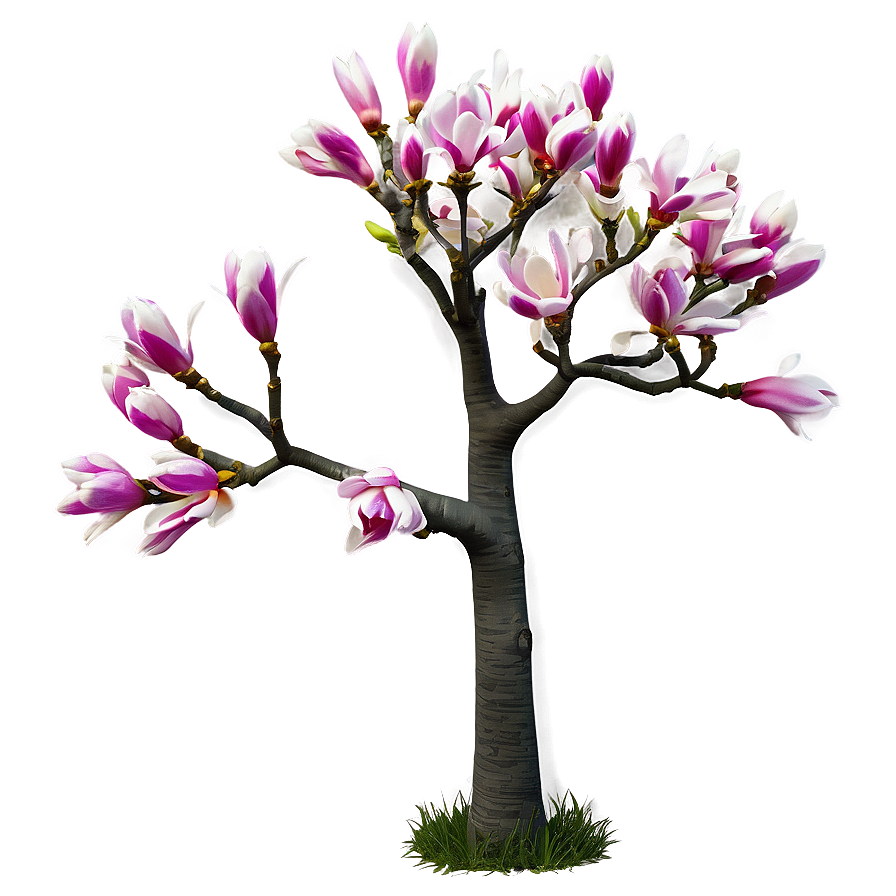 Spring Magnolia Tree PNG 06212024 PNG image with a transparent background, free high-resolution download