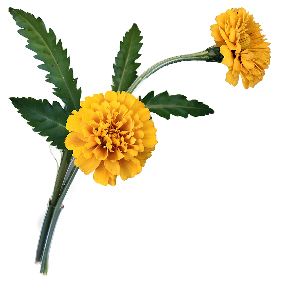 Spring Marigold Flower Png 33