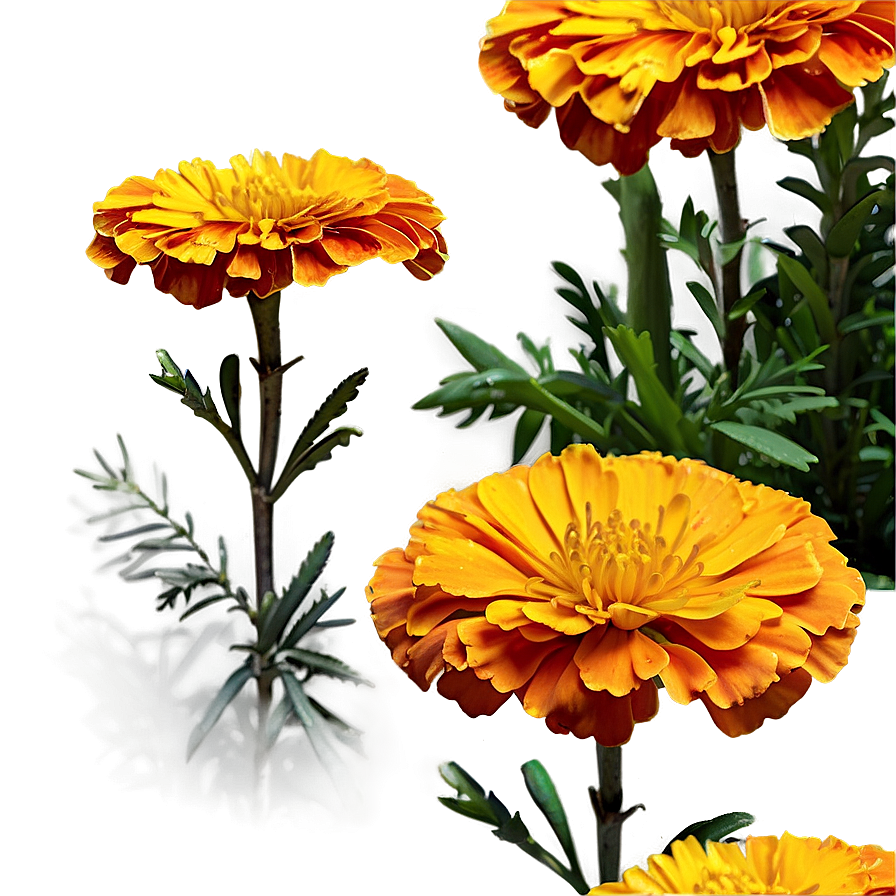 Spring Marigolds Bloom Png Fmt