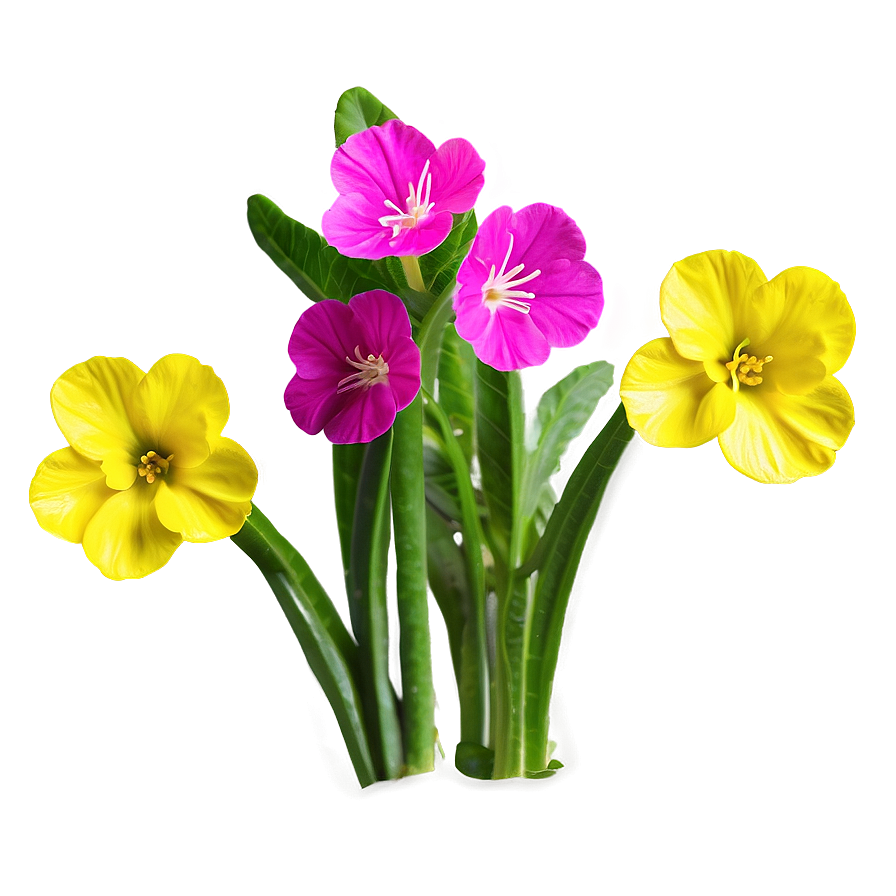 Spring Primrose Flower Png 6