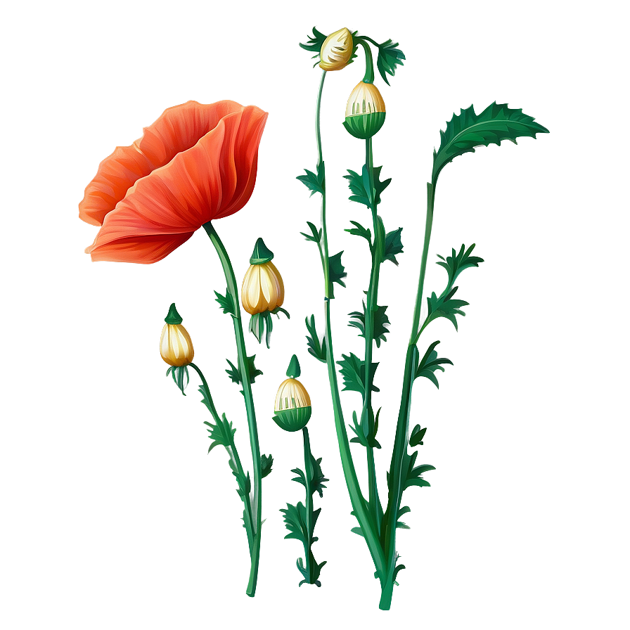 Springtime Poppy Flower Png 41