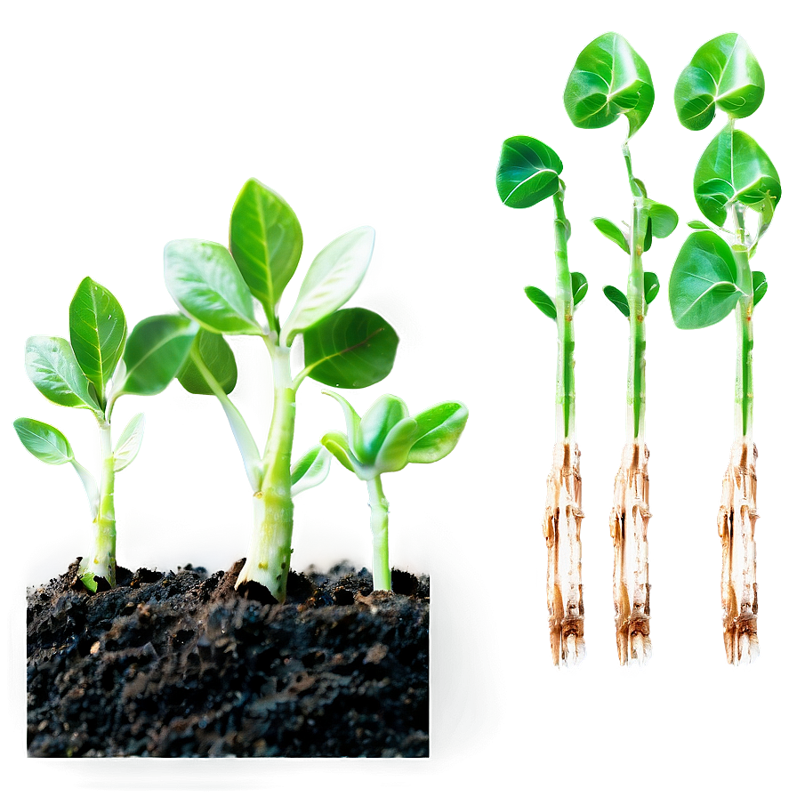 Sprout Seedling Growth Png Pua4