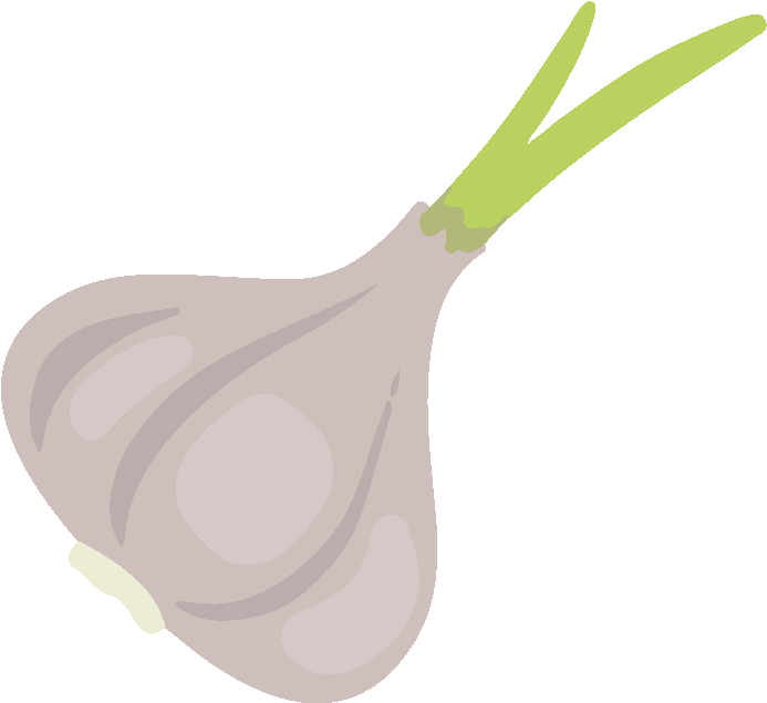 Sprouting Garlic Illustration.png