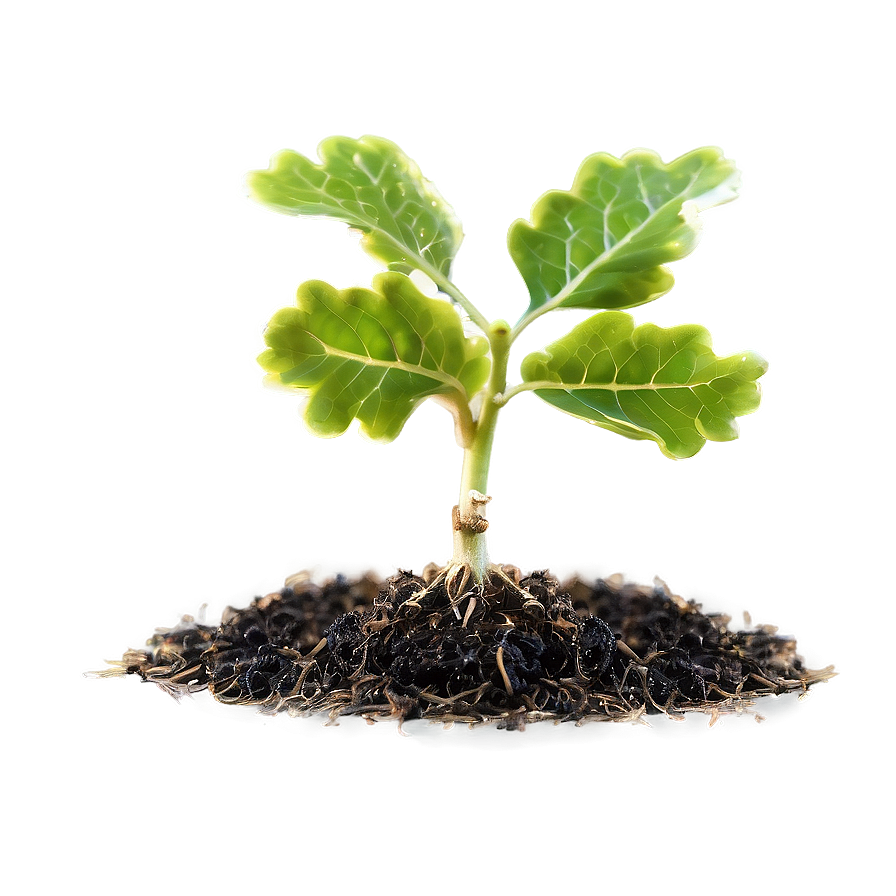 Sprouting Oak Seedling PNG 06262024 PNG with transparent background