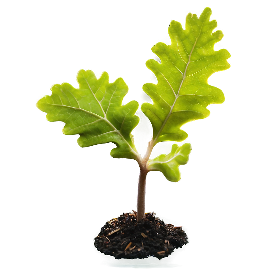 Sprouting Oak Seedling PNG qlp53 PNG with transparent background