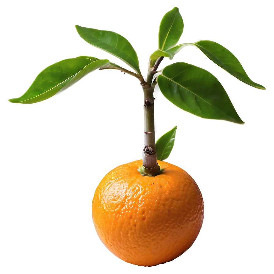 Sprouting Orange Tree Png Dio41