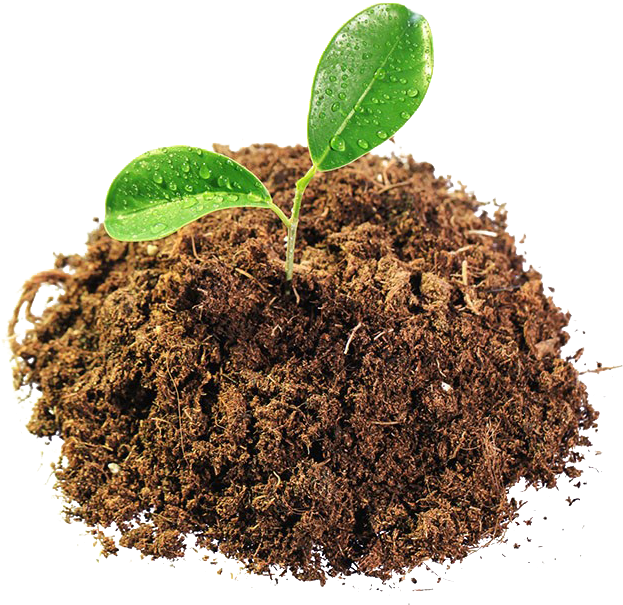 Sprouting Plantin Soil Isolated