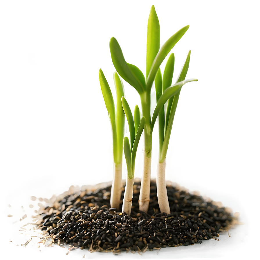 Sprouting Wheat Seedlings PNG 05252024 PNG image with a transparent background, free high-resolution download