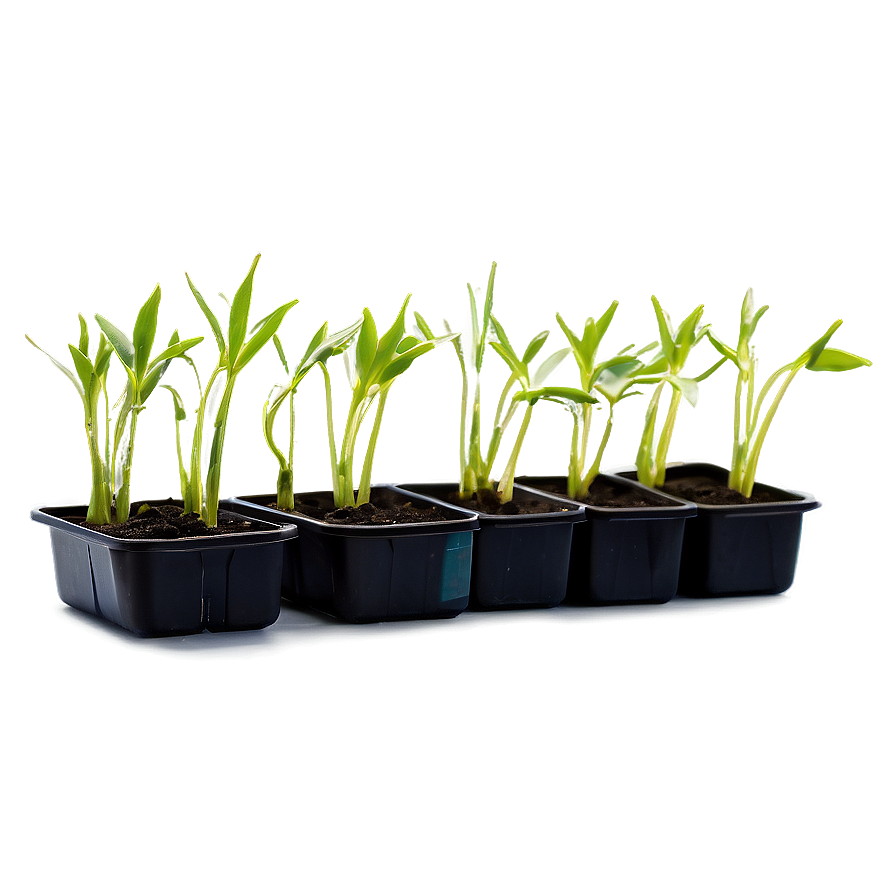 Sprouting Wheat Seedlings Png Nfb89