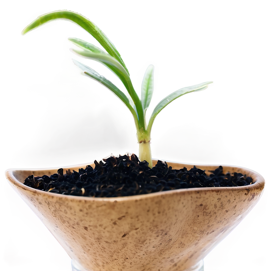 Sprouting Wheat Seedlings PNG viw18 PNG image with a transparent background, free high-resolution download