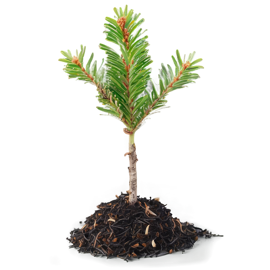 Spruce Tree Seedling Growth Png Usd83