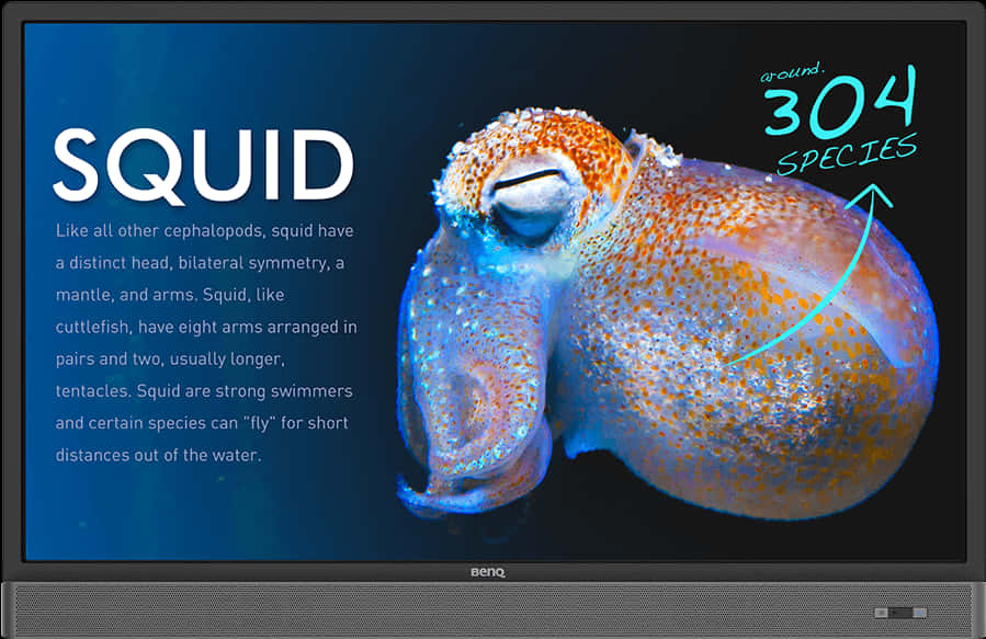 Squid Educational Display PNG with transparent background