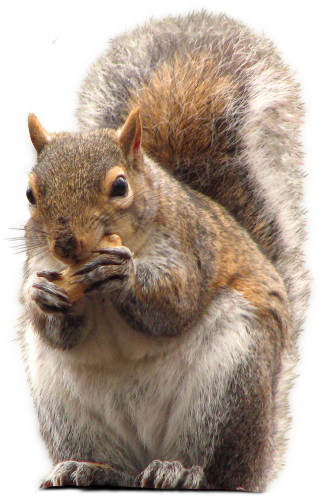 Squirrel_ Eating_ Nut.png PNG with transparent background
