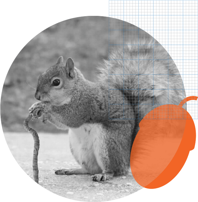 Squirrel_ Eating_in_ Geometric_ Overlay PNG with transparent background