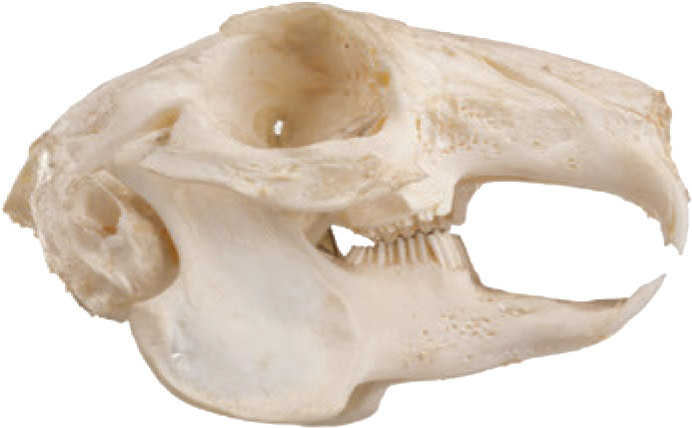 Squirrel Skull Side View