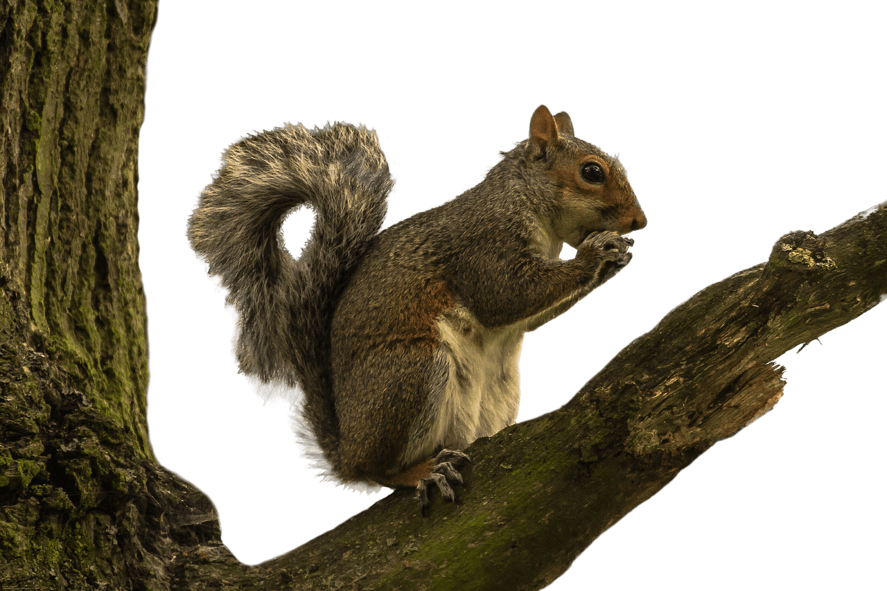 Squirrelon Tree Branch PNG with transparent background