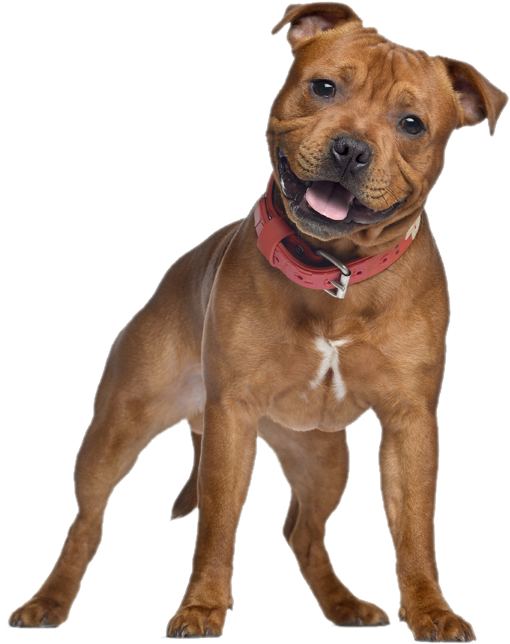 Staffordshire Bull Terrier, HD Png Download PNG with transparent background