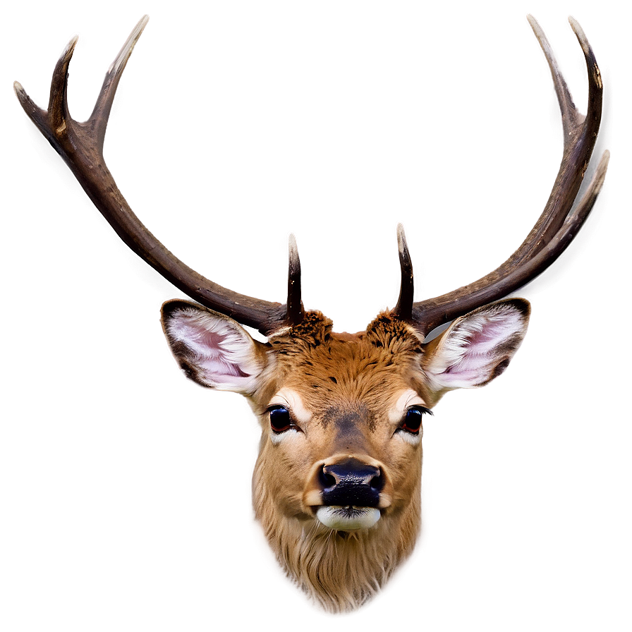 Stag And Butterfly Png 18