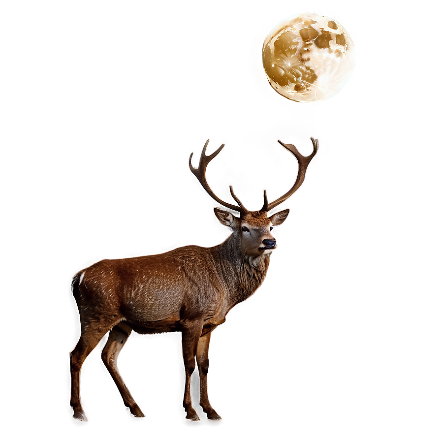 Stag And Moonlight Png 06292024