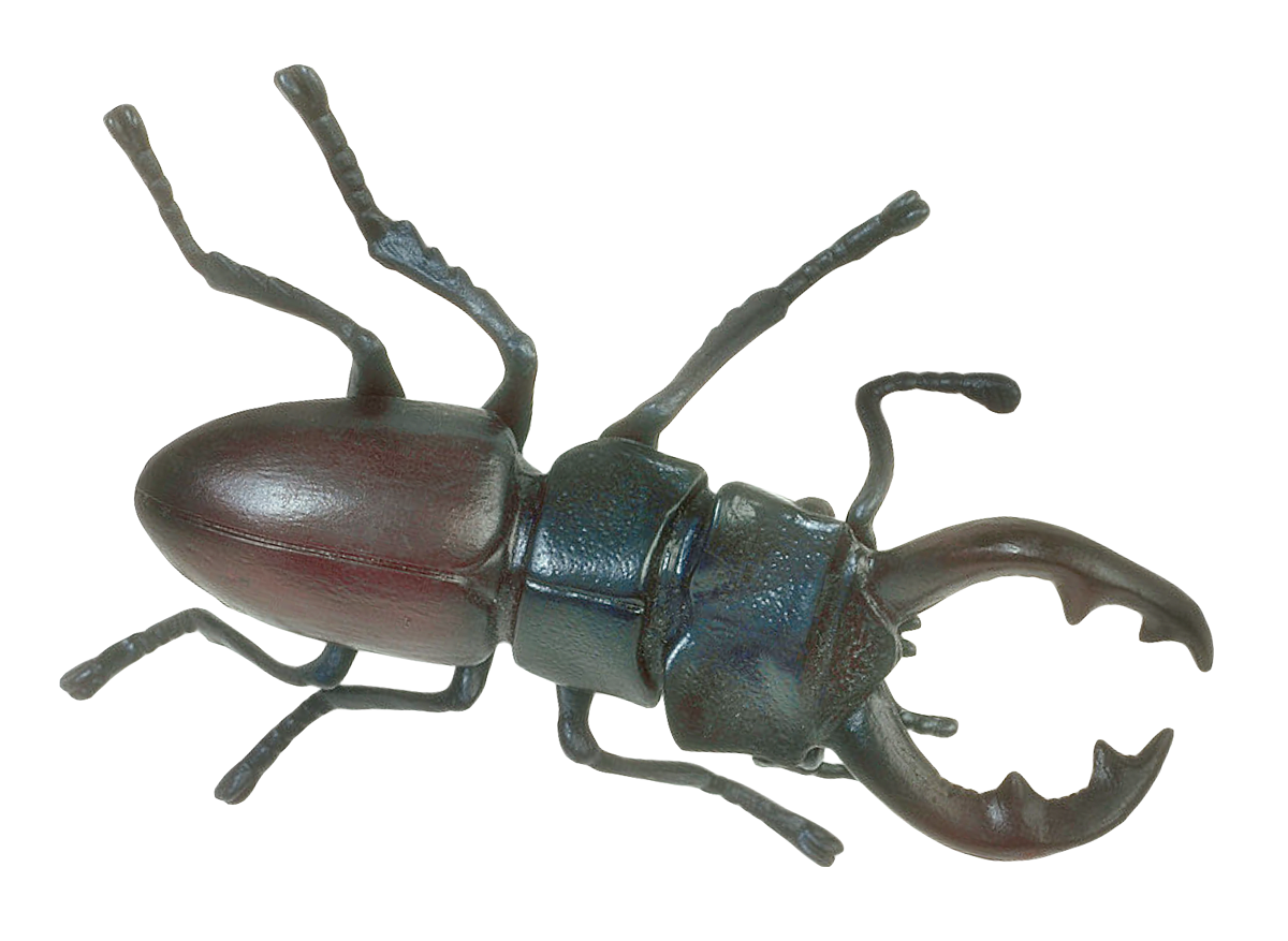 Stag Beetle Illustration PNG with transparent background