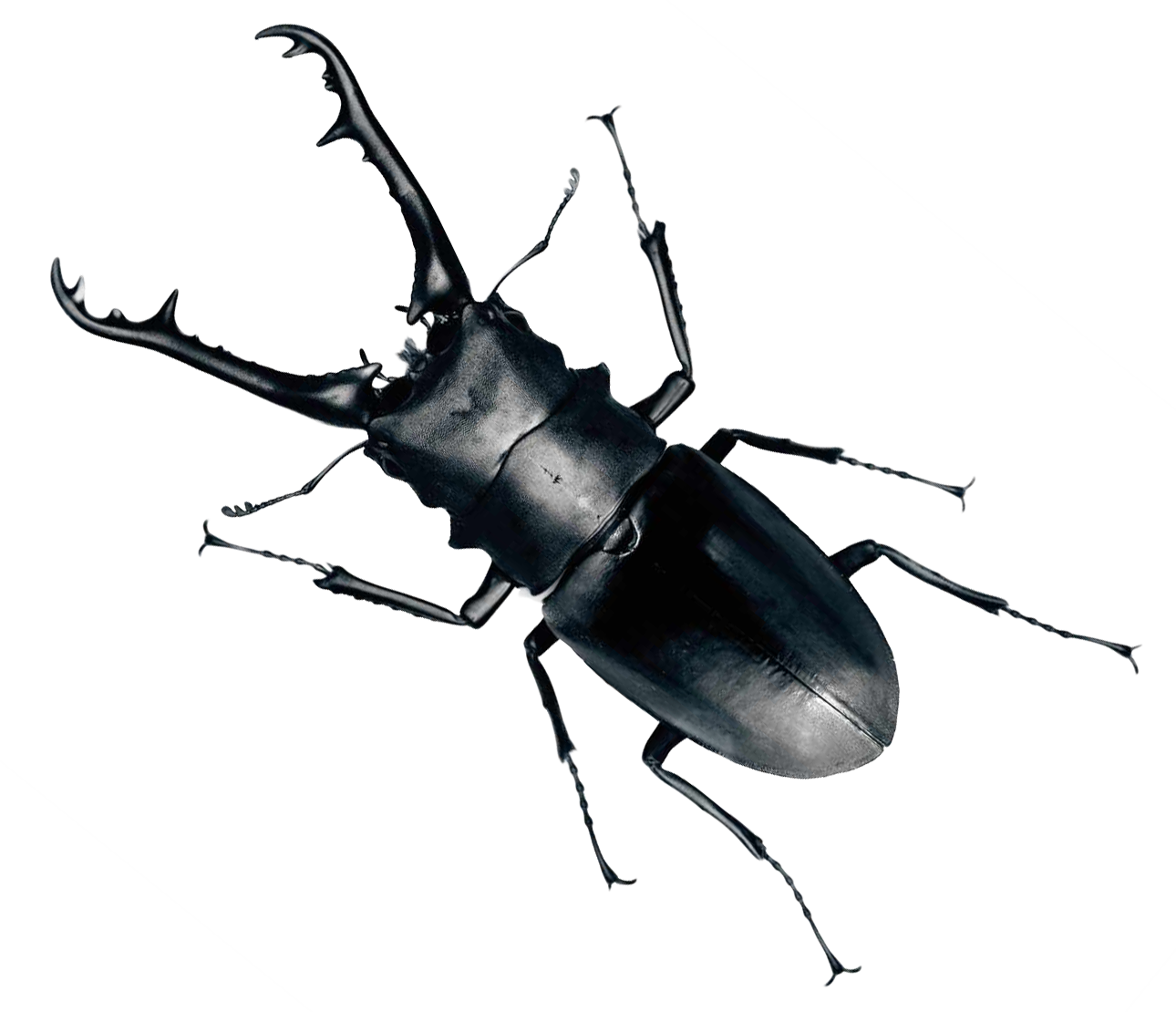 Stag Beetle Portrait PNG with transparent background