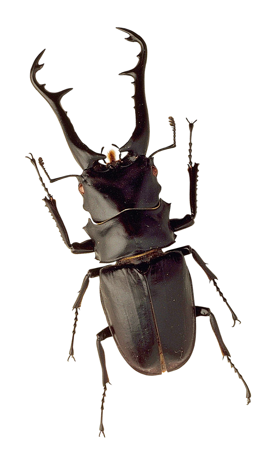 Stag Beetle Portrait PNG with transparent background
