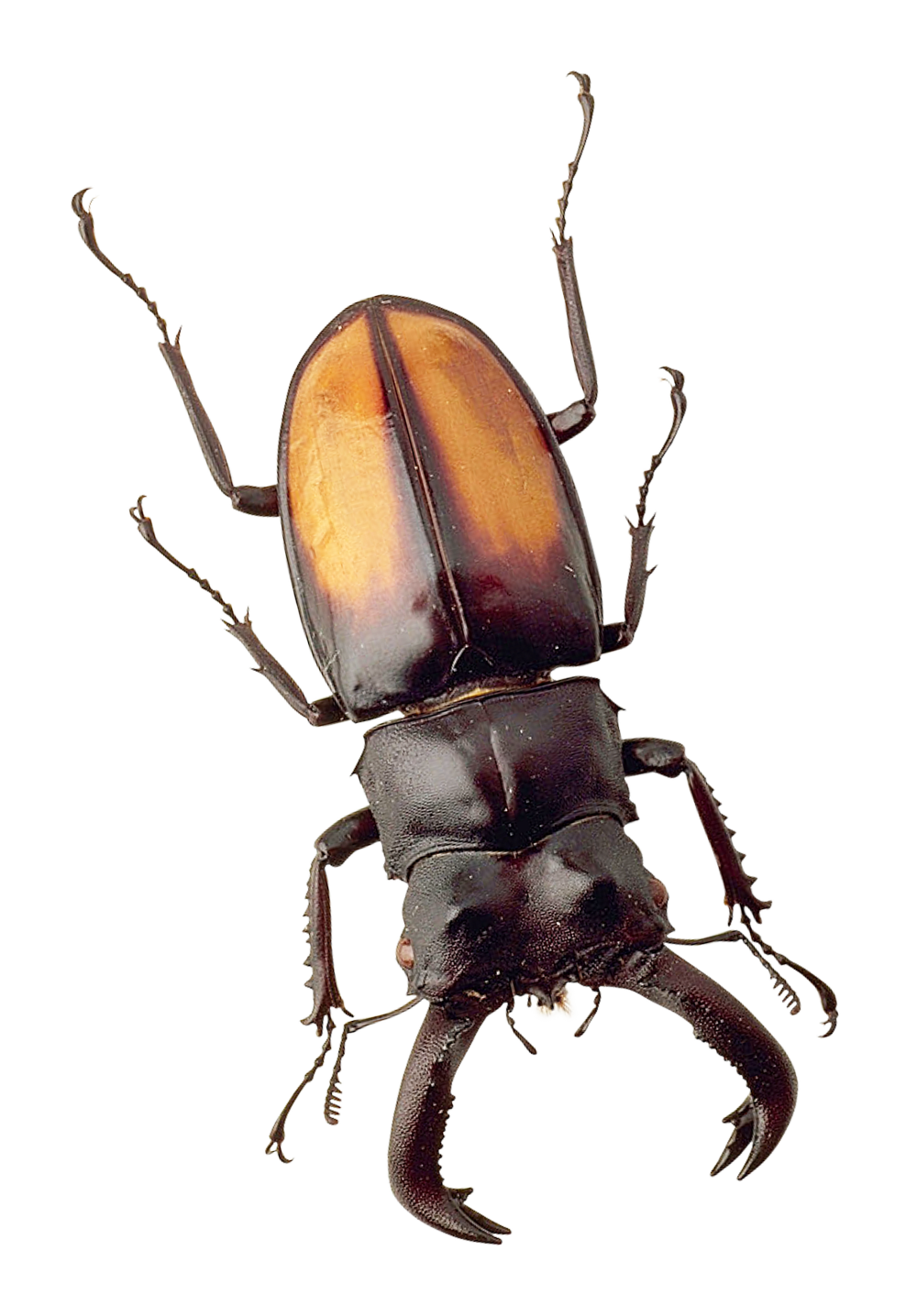 Stag Beetle Portrait PNG with transparent background